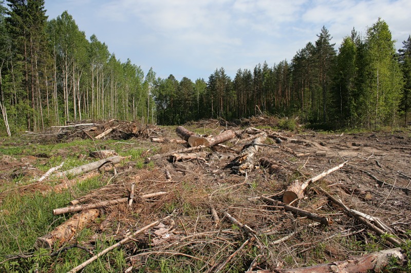 Как сохранить лес и поддержать экологию?!